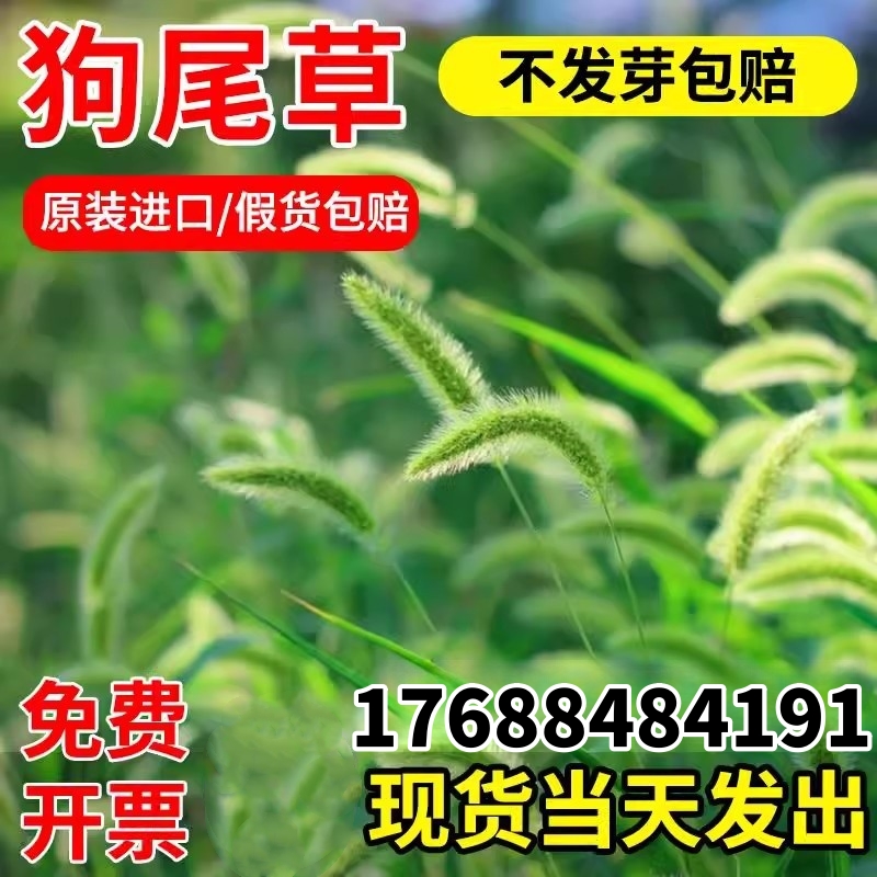 新种子狗尾草籽厂家批发量大优惠