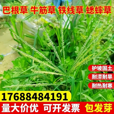 矮生巴根草种子厂家批发量大优惠