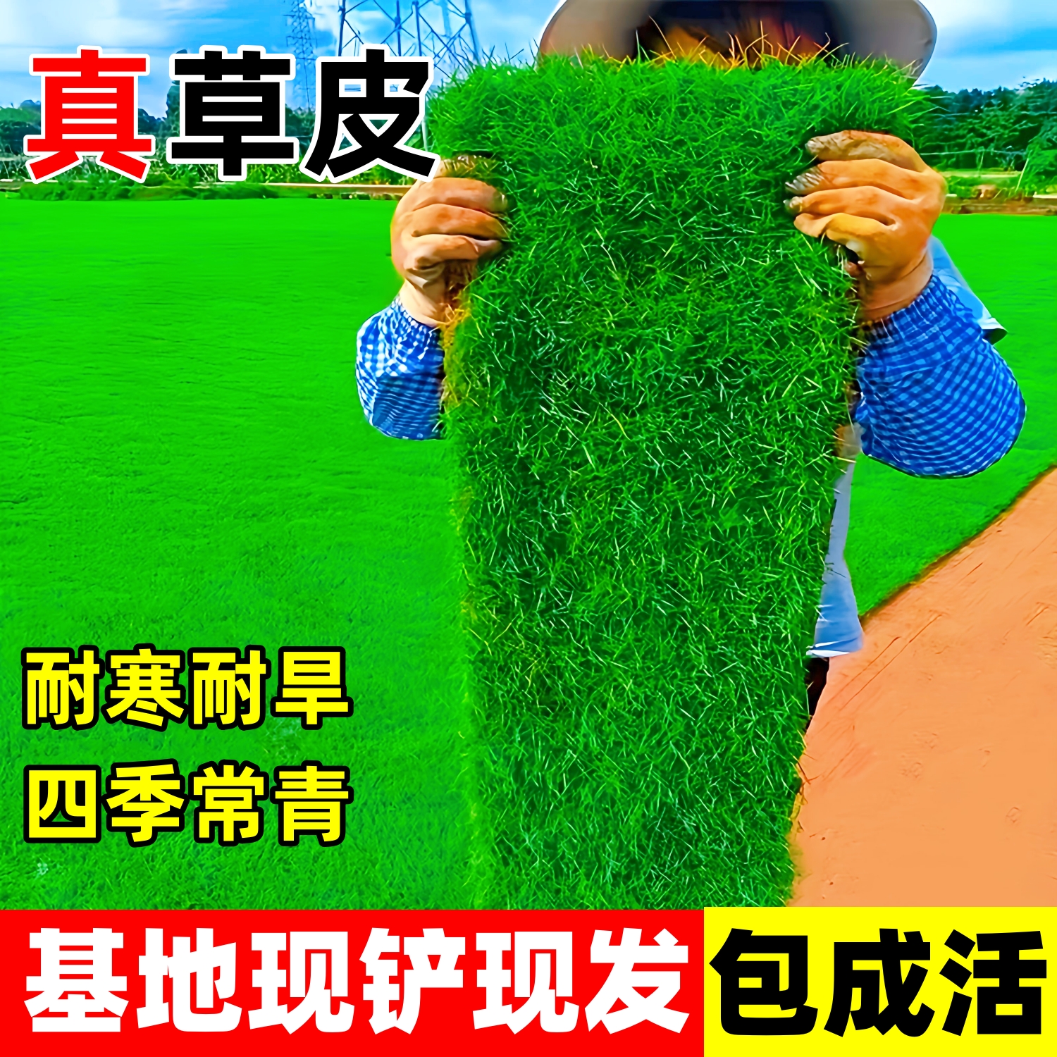 草皮真草坪带泥土庭院绿化四季青果岭草台湾草马尼拉草坪草皮草籽