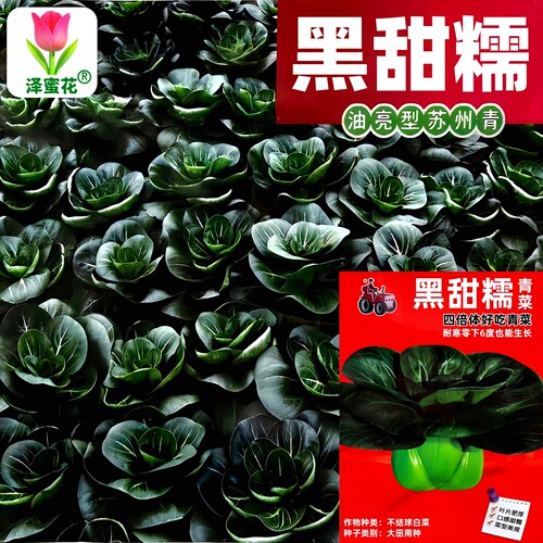 正宗黑甜糯四倍体矮脚苏州青种子