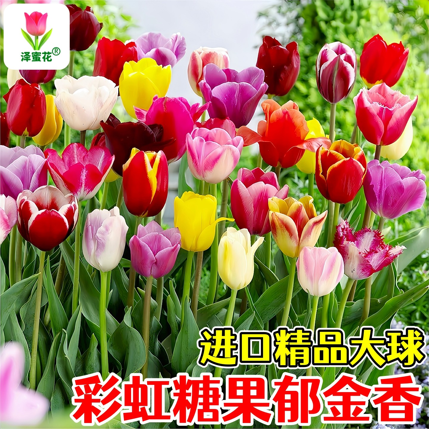 彩虹色糖果系进口精品郁金香种球