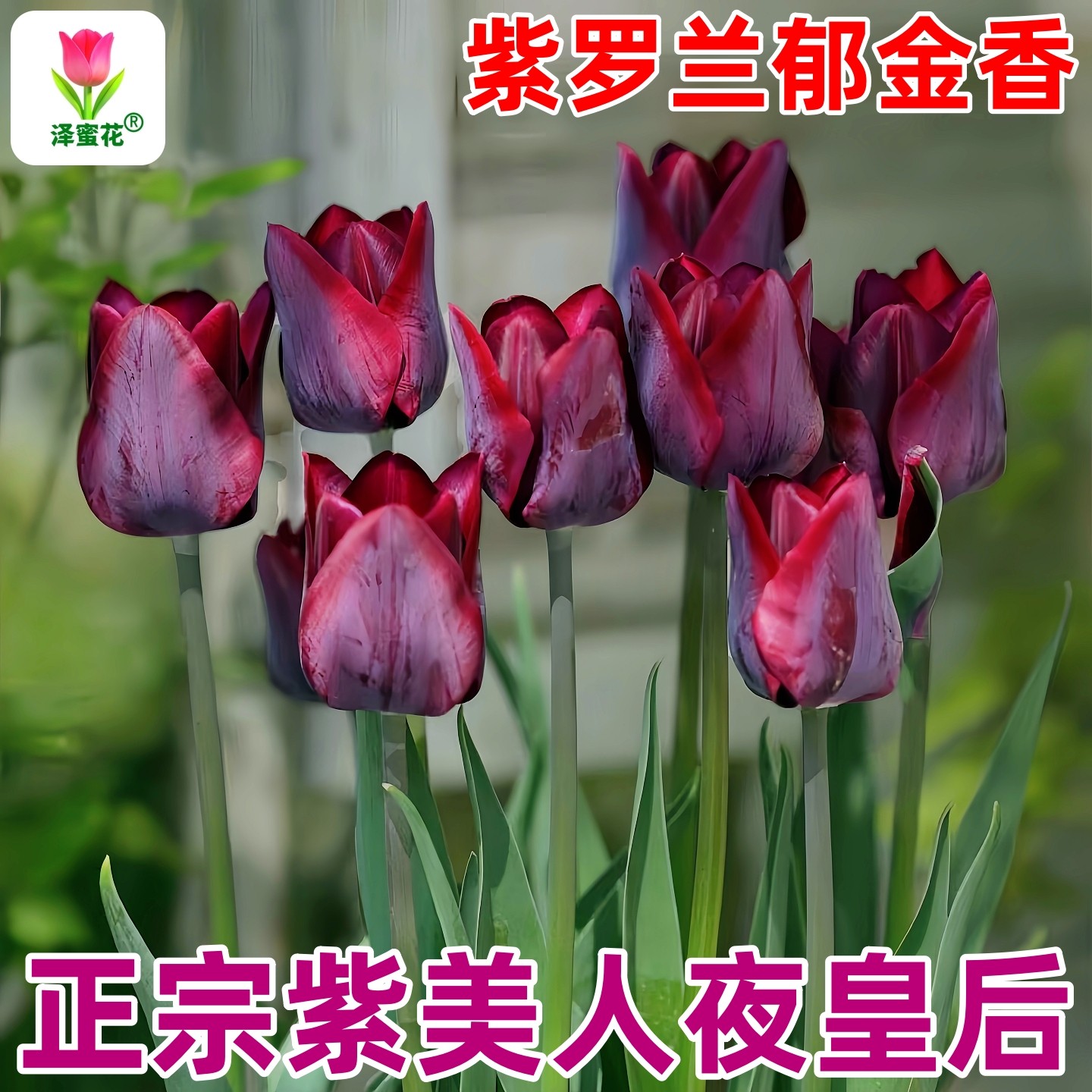 正宗夜皇后郁金香种球进口大球水培植物紫美人紫罗兰郁金香花种子