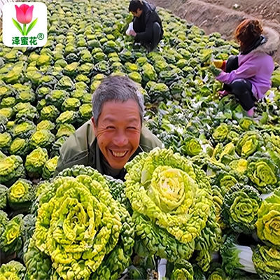 正宗原包装黄心乌塌菜种子雪里埋