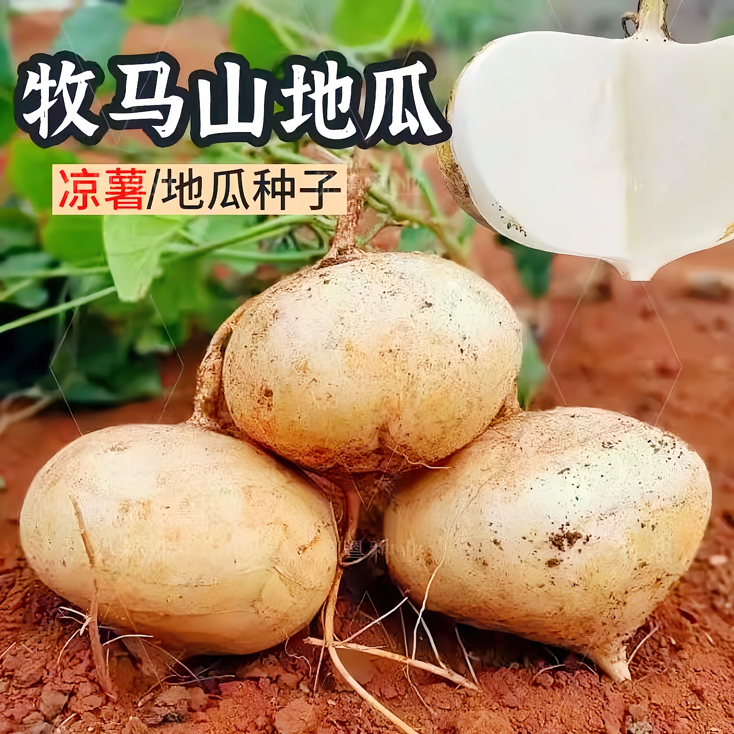 牧马山地瓜种籽早熟高产凉薯种子水果沙葛凉瓜土瓜种农家蔬菜种孑