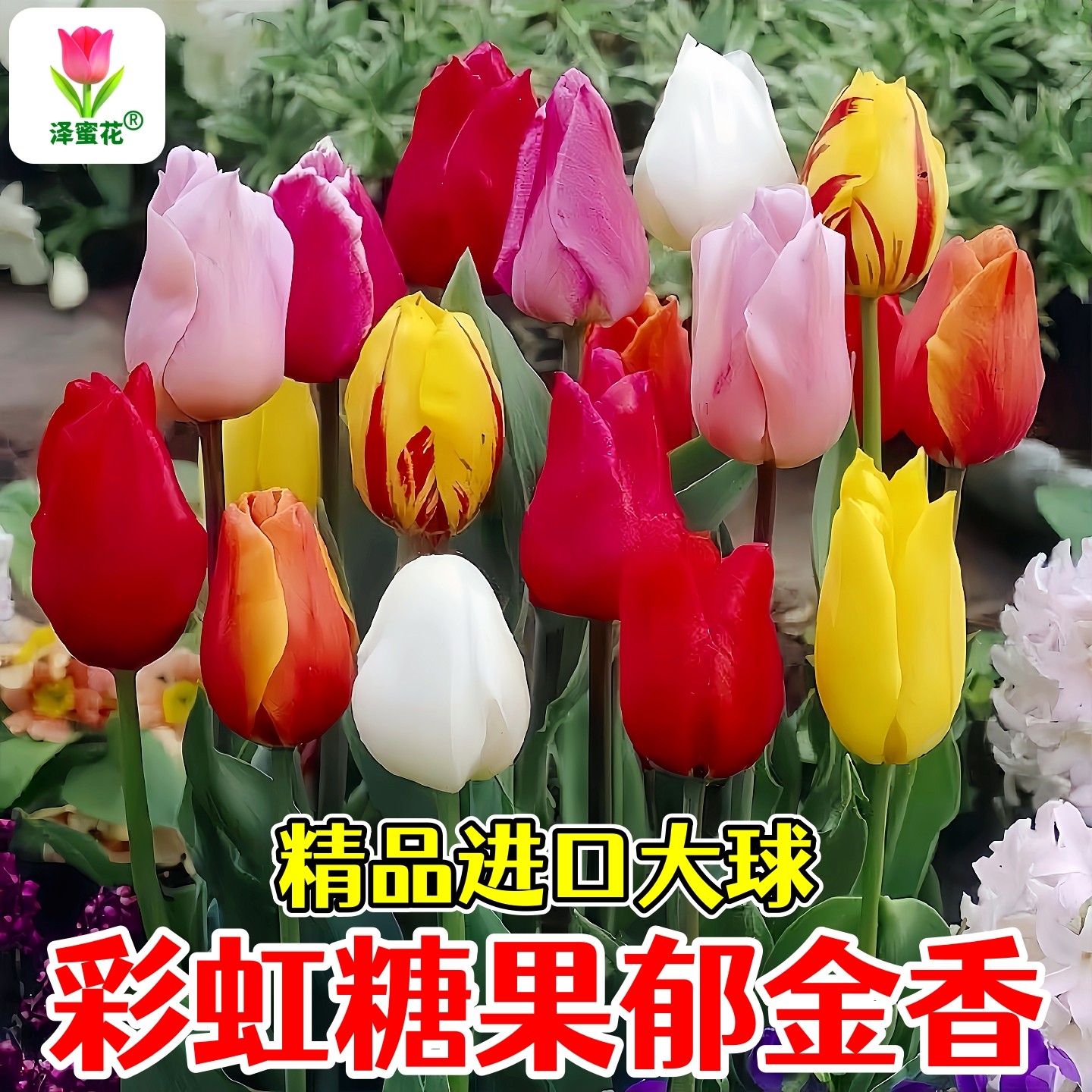 精品进口郁金香种球彩虹糖果色耐寒室内阳台盆栽球根花卉水培植物