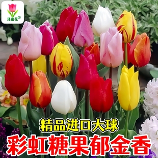 精品进口郁金香种球彩虹糖果色耐寒室内阳台盆栽球根花卉水培植物