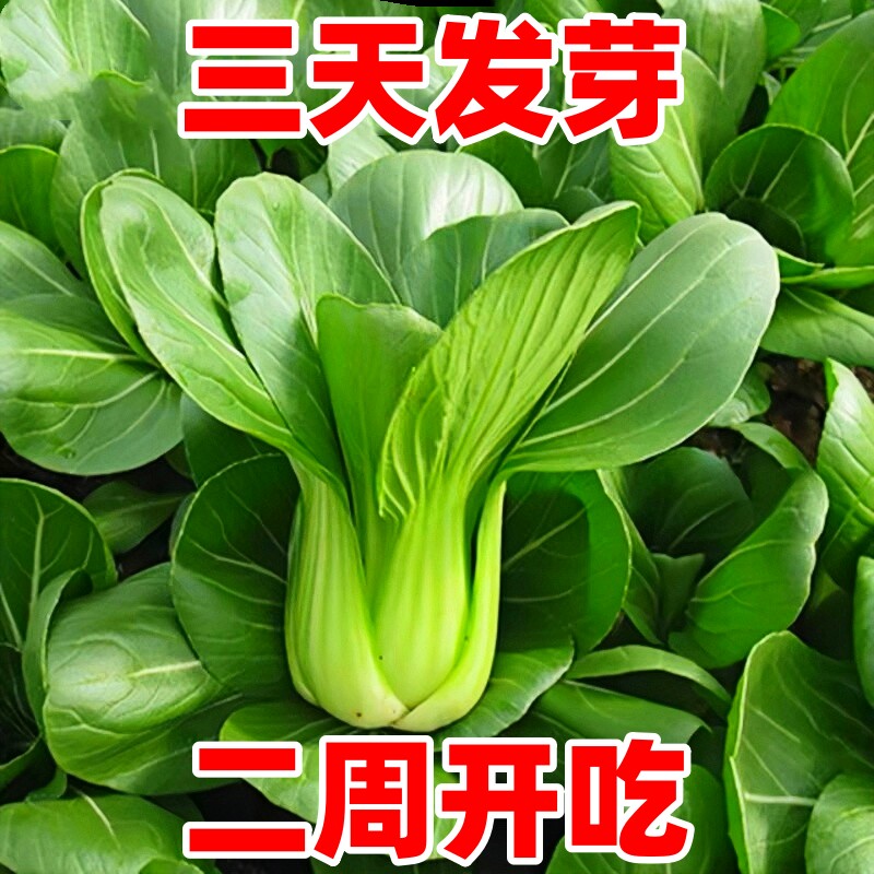 上海青蔬菜种子四季播种三天发芽图片