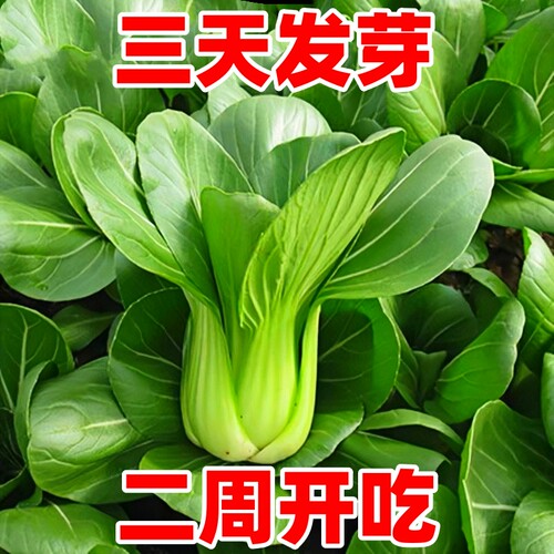上海青蔬菜种子四季播种三天发芽