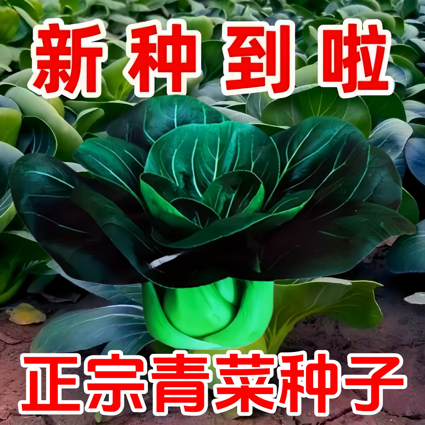 原装正品各种苏州青菜种子可越冬图片