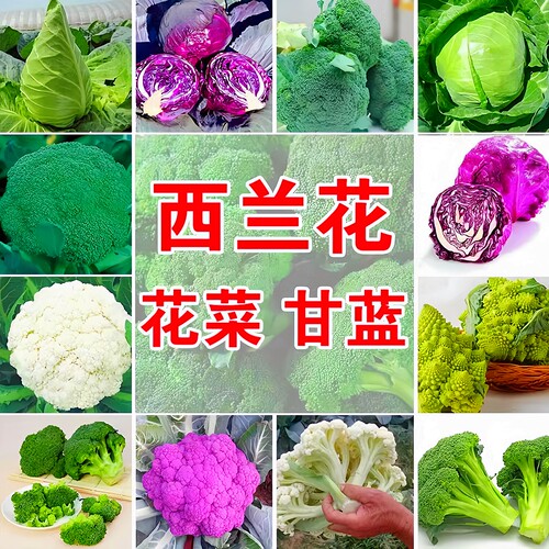 正品原装西兰花种籽水果甘蓝种子