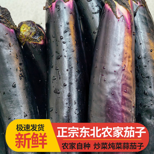 东北黑龙江农户农家自种茄子茄子蒜茄子生吃菜系列精选小紫苏茄子