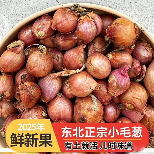 东北毛葱头农家特产新鲜香葱种头迷你圆红葱头东北黑龙江
