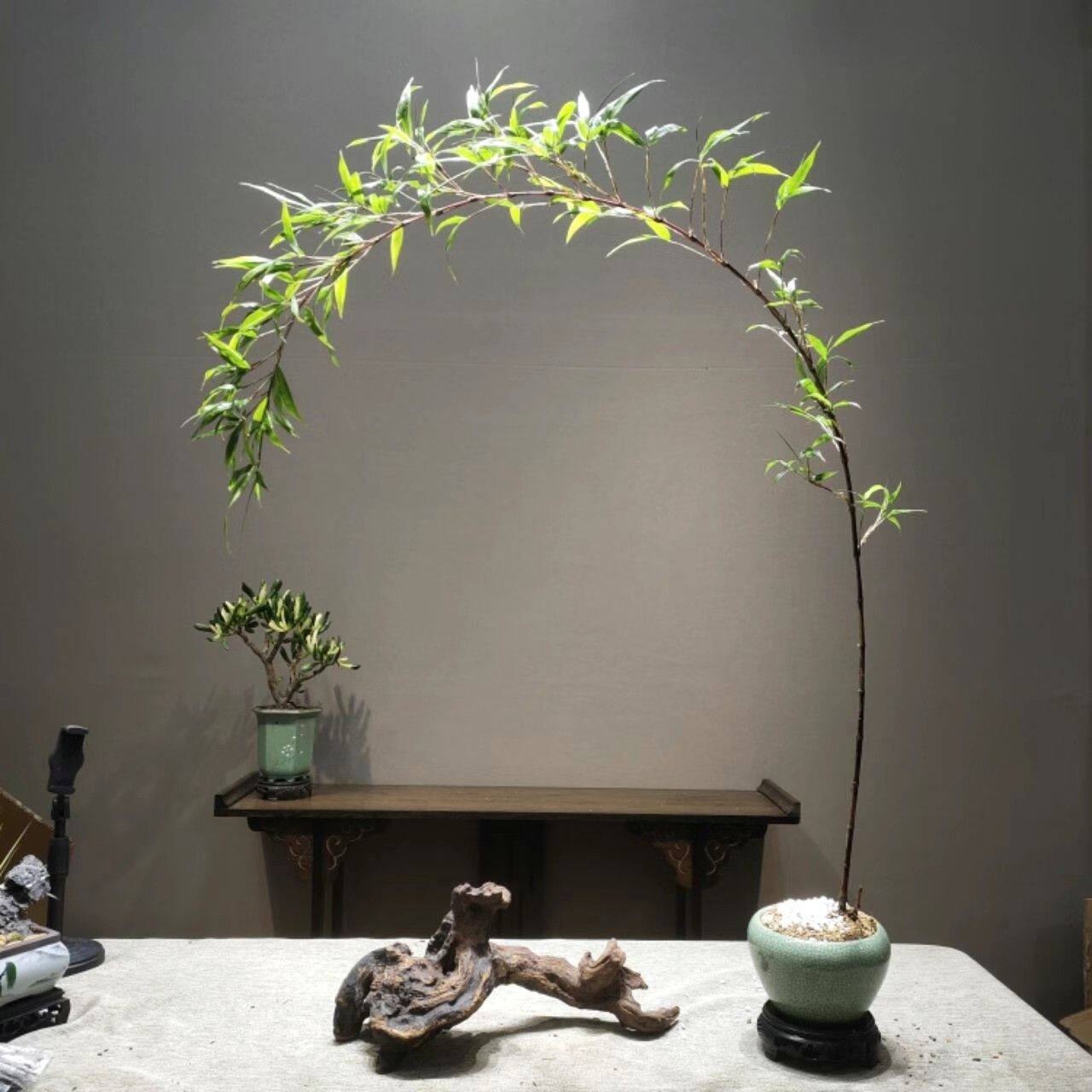 紫竹室内盆栽飘支紫寒竹盆景庭院桌面绿植微竹子苗观赏竹