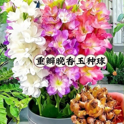 重瓣晚香玉夜来香好养耐热香浓