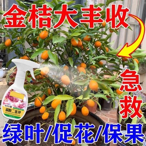金桔专用肥料柑橘肥料保花保果肥桔子树苗营养液落叶掉果复合肥土