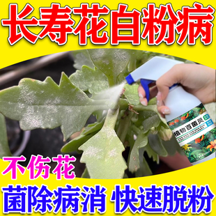 长寿花白粉病专用多菌菌灵花卉杀菌剂植物通用菌立清肥料杀虫剂