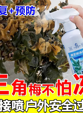三角梅防冻液植物防冻抗寒保暖萎蔫发黑软塌掉叶黄叶修复抗冻剂