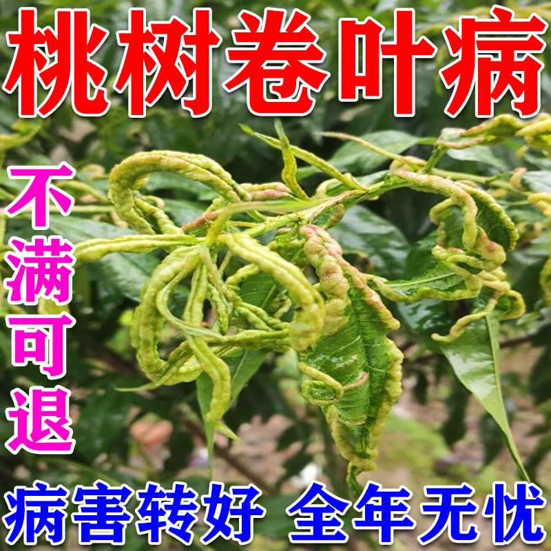 桃树卷叶病专用肥叶片卷曲发红缩叶病流胶穿孔病毒病全消叶面肥料