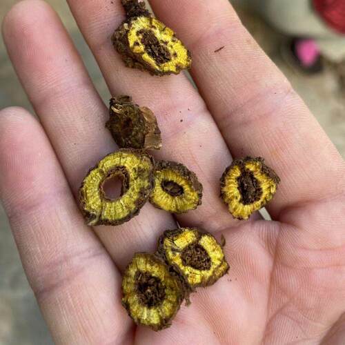 黄芩 秦年岭枯黄品黄野芩多AIC生长农产食用秦岭黄芩250g
