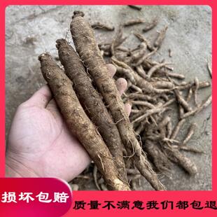 新鲜野生山邮胡萝卜UPF北沙参包北山瓜轮叶党参北地韩高丽咸菜原