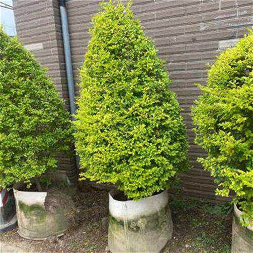 女禾亮晶球境女造植物园艺入户贞贞搭配花金棒棒糖花园型树苗造z.