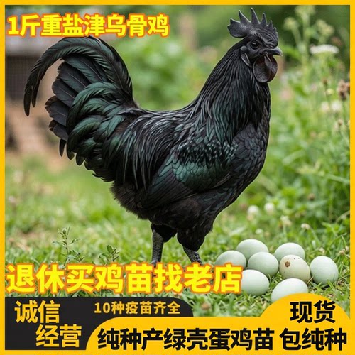 一斤盐津乌骨鸡正宗乌鸡活苗五黑鸡活苗绿壳蛋鸡母鸡苗活体黑乌鸡