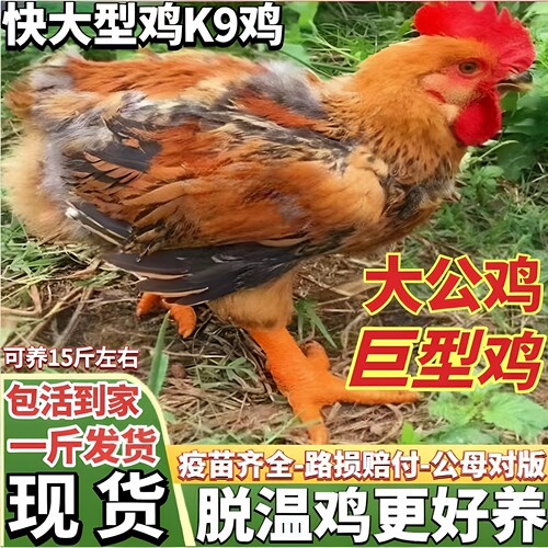 一斤大种脱温k9鸡882鸡苗线鸡阉鸡肉鸡散养公鸡母鸡大种粗腿鸡苗