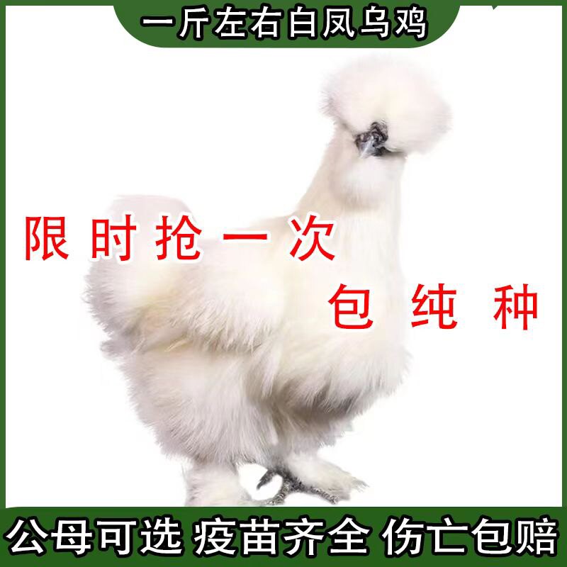 一斤正宗白凤乌鸡泰和乌鸡脱温鸡乌骨鸡活苗散养乌鸡活苗活鸡包活