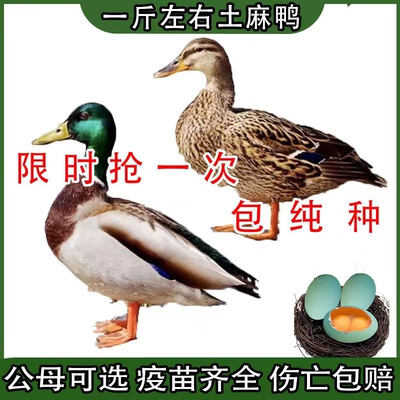 一斤麻鸭活苗纯种土鸭苗绿头鸭苗大种麻鸭青头鸭绿壳蛋鸭鸭子活苗