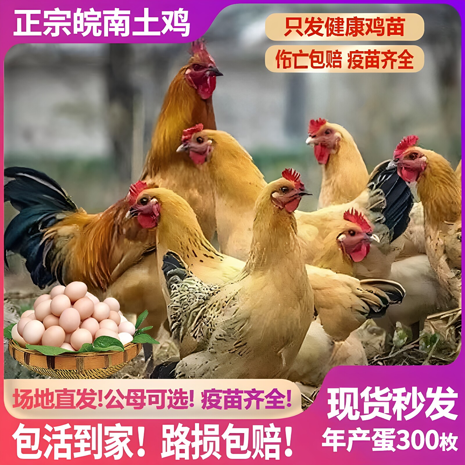 正宗土鸡活苗散养柴鸡半斤皖南土特种畜禽种苗