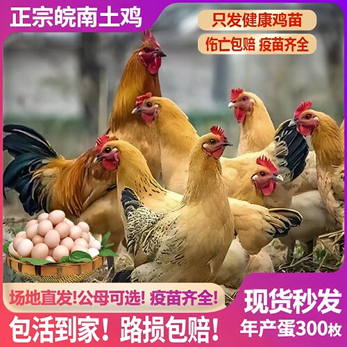 正宗土鸡活苗散养柴鸡半斤皖南土鸡活体母鸡草鸡高产蛋鸡小鸡活苗