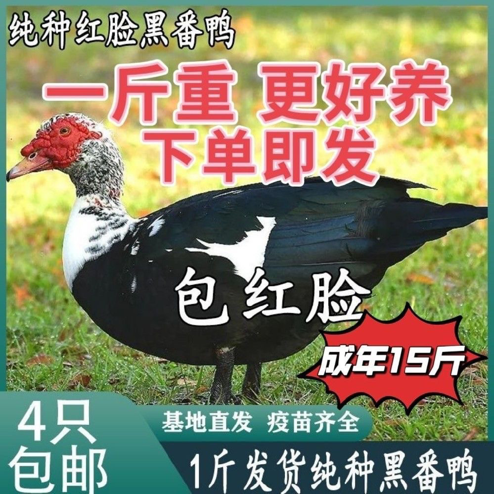 一斤纯种红脸黑番鸭苗正宗番鸭活苗鸳鸯鸭苗大种番鸭洋鸭火鸭母鸭