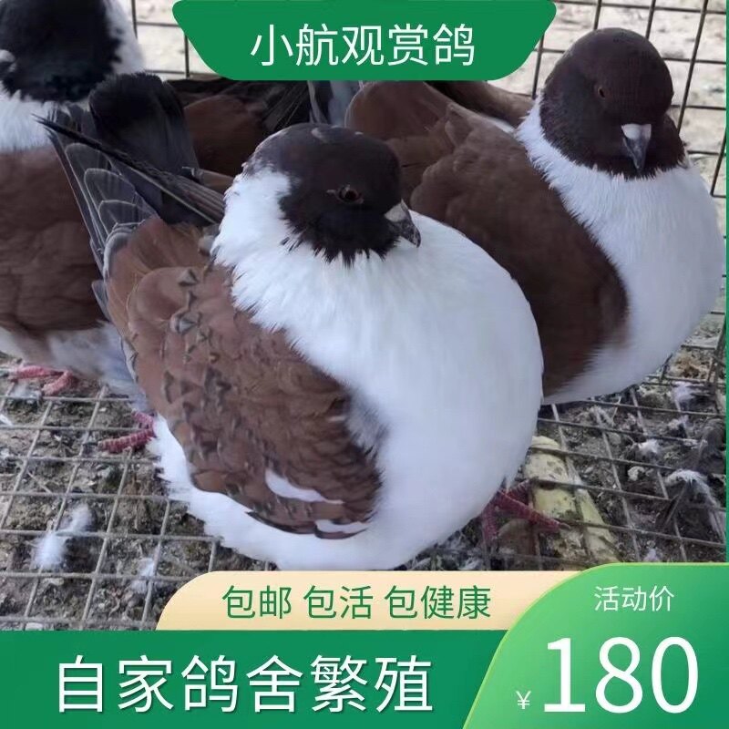 鸽子活一对一公一母精品三色摩登种鸽青年鸽一对包邮包活现货现发