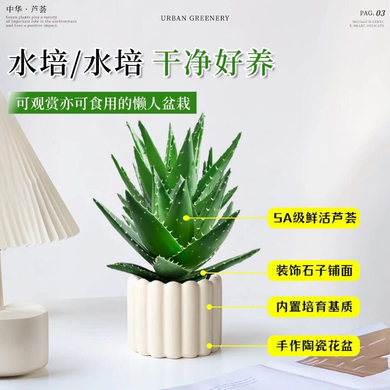一件代发芦荟盆栽室内除