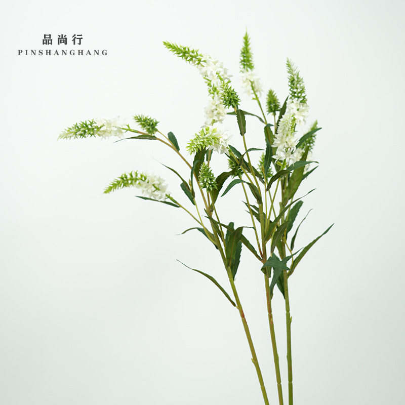 薰衣草青葙鼠尾草鲁冰花