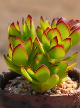 多肉植物套餐天狗之舞多肉绿植萌肉室内四季好养活包邮