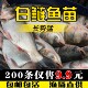 白鲢鱼苗鲢鳙水鲢跳鲢鲢子花鲢鱼苗淡水鱼苗活体草鱼鲤鱼四大家鱼