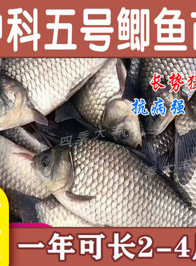 大品种中科五号鲫鱼工程鲫大草鱼鲤鱼红鲤鱼花鲢白鲢鱼苗淡水养殖