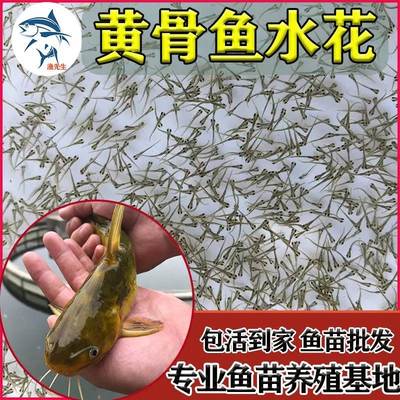 黄骨鱼苗水花黄辣丁鱼苗黄颡桂鱼苗鳜鱼苗鲈鱼苗叉尾鱼苗养殖食用