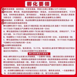 简易孵化器水床加热板带温控器电热板配件养殖保温片受精种蛋水箱