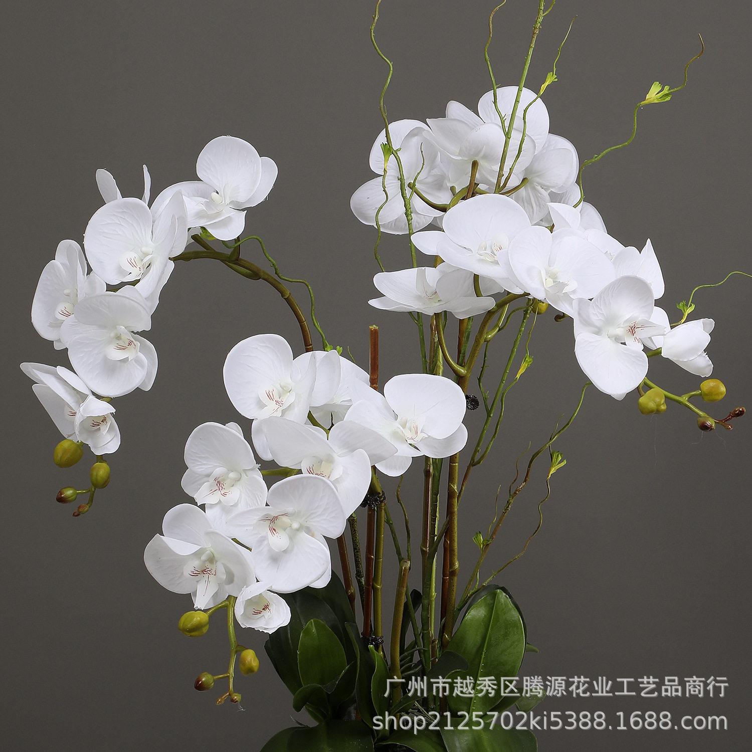 仿真手感过胶蝴蝶兰花平