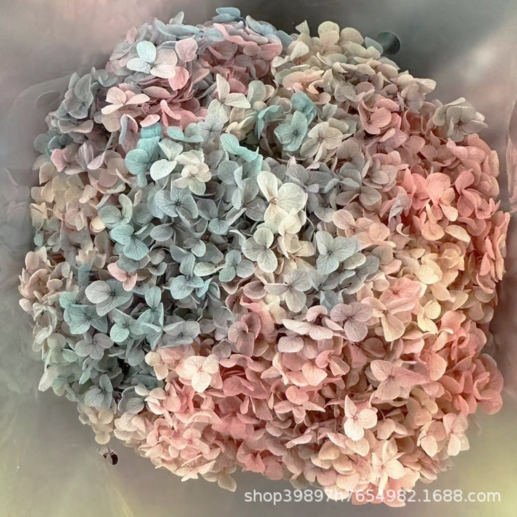 渐变永生安娜绣球 保鲜花 礼盒花材家居插花辅材情人节圣诞节礼物