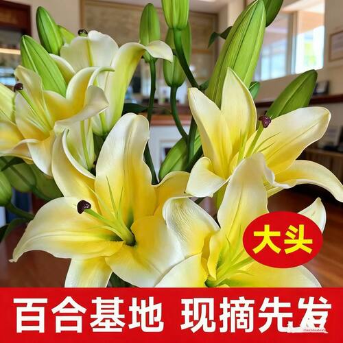 香水百合鲜花云南基地直发鲜切花