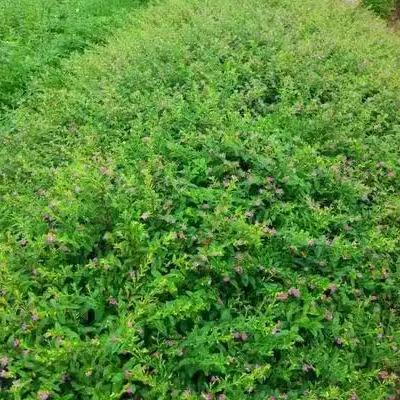 满天星花苗细叶萼距红花满天星别墅园林绿化工程花卉苗木包邮低价