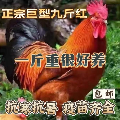 九斤红大型公鸡1.5斤纯种