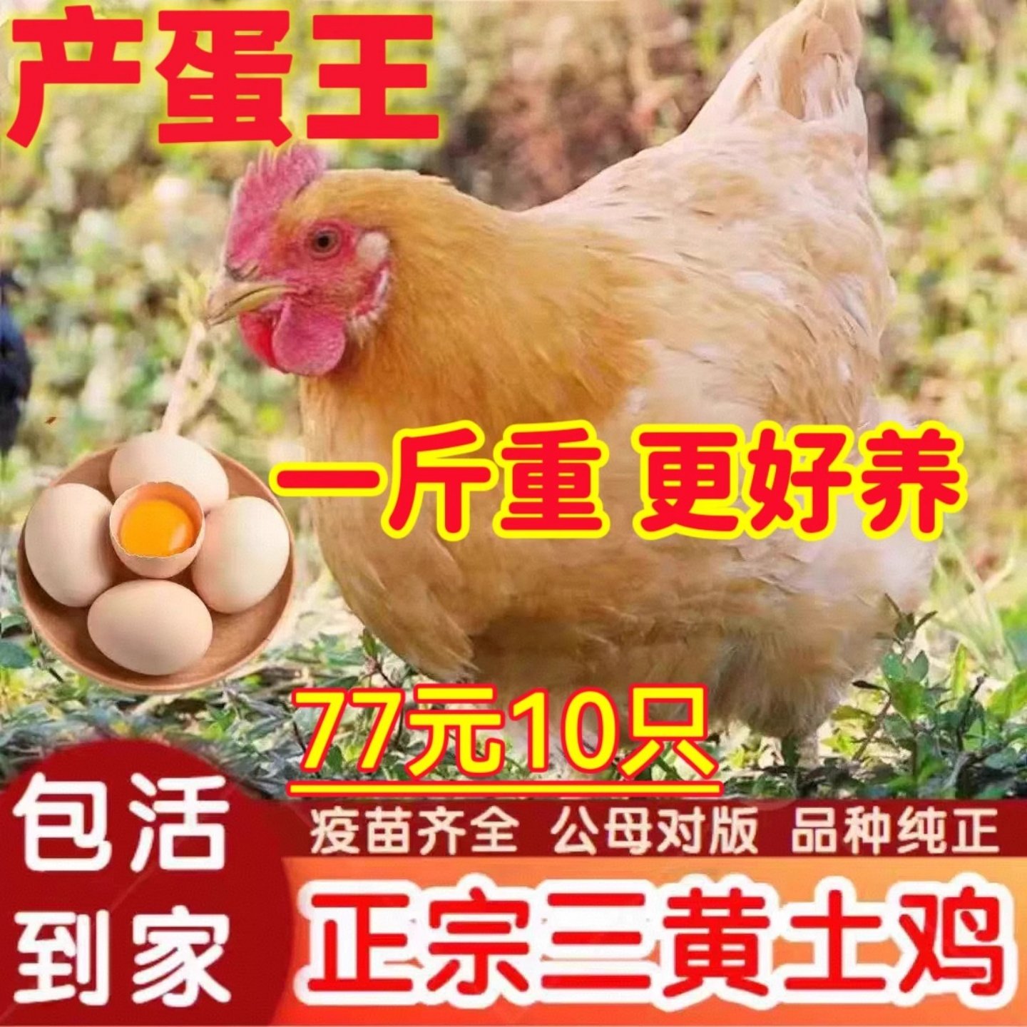 纯种1.5斤高产蛋清远三黄小鸡活苗半大苏北土鸡2斤小鸡活苗批发,农用物资,动物种苗,淘宝优惠券,粉丝福利购,淘宝优惠卷