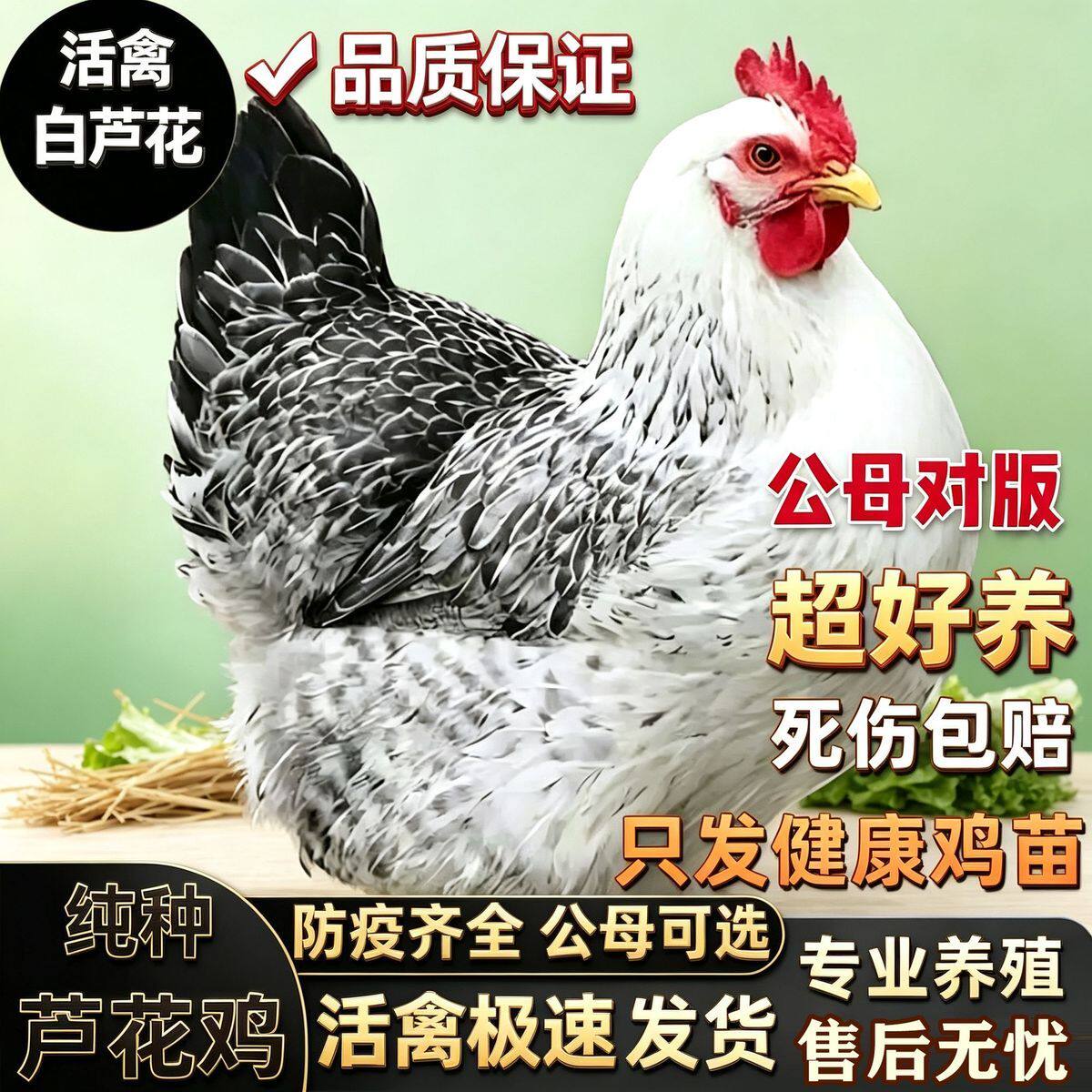 纯种3斤重白芦花鸡高产蛋农家散养稻花鸡活苗下蛋母鸡鹊山鸡活体