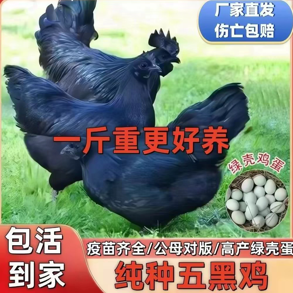 一斤五黑鸡活苗绿壳蛋土鸡乌鸡农家散养纯黑乌鸡神农架乌骨鸡鸡苗