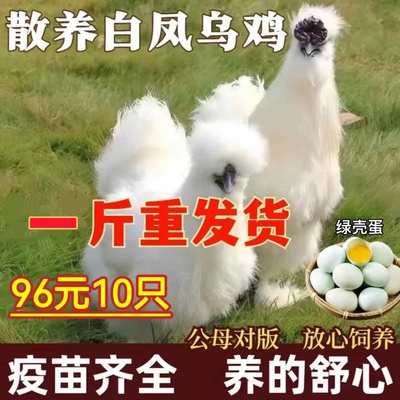 一斤重白凤乌鸡纯种泰和活鸡散养竹丝鸡白羽鸡活苗乌骨鸡药膳鸡