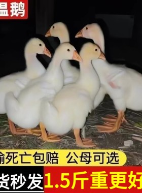 1.5斤重产蛋王鹅苗高产蛋农家散养大白鹅四季鹅活苗1.5斤百子鹅苗